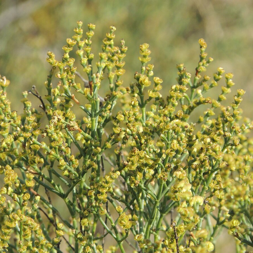 anabasisaphylla's avatar