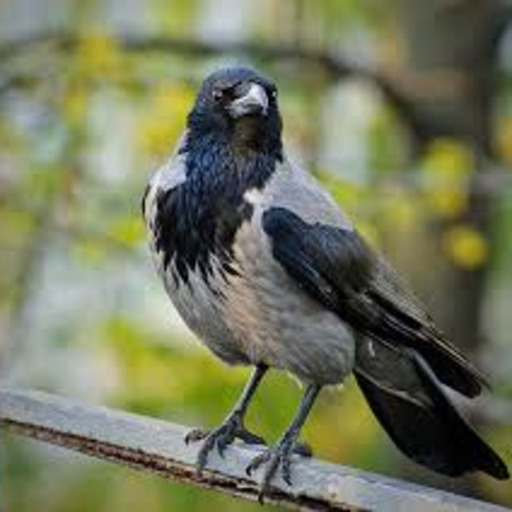 caw-oticdork's avatar