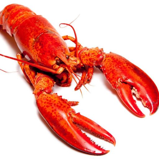 lobstergames's avatar